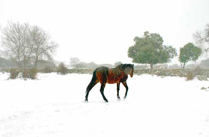 caballo-en-la-nieve